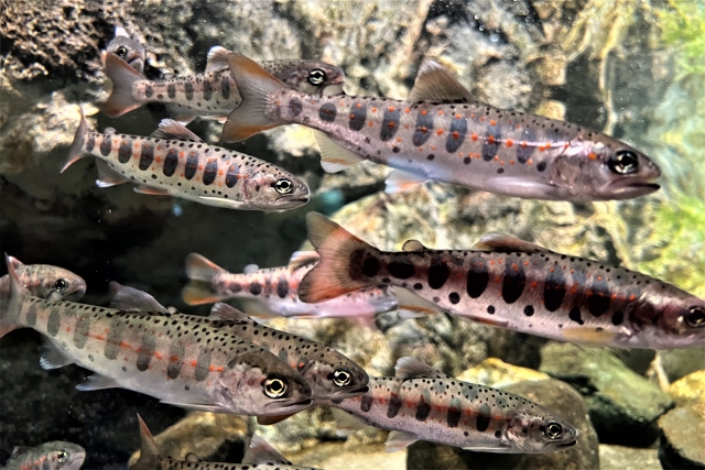 アメゴ サケ科の魚